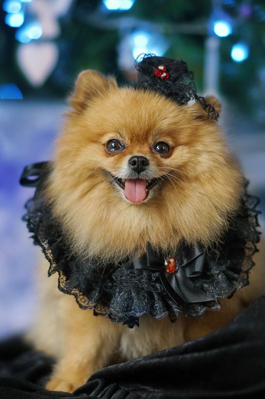 Крошка Жу. фото превью