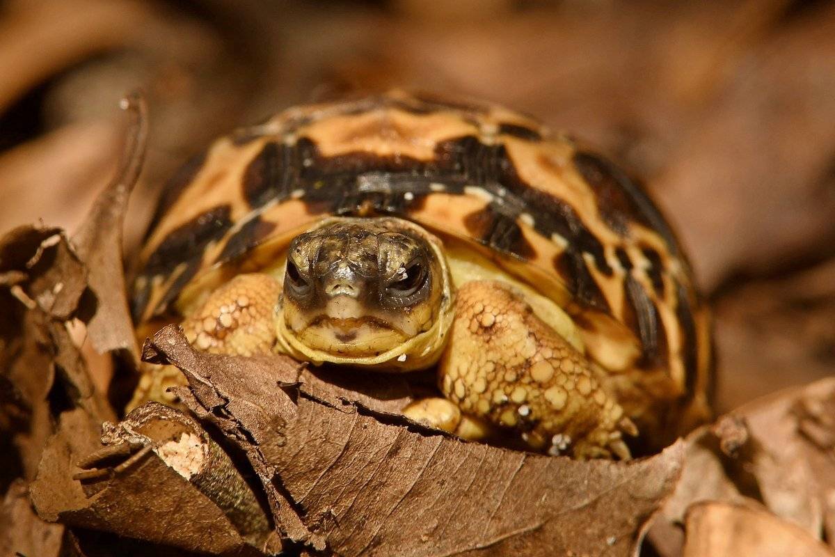 черепашка, Александр Маркелов