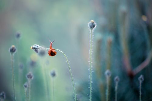Snail