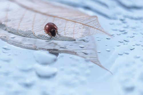 Вот ты какая - божья коровка!