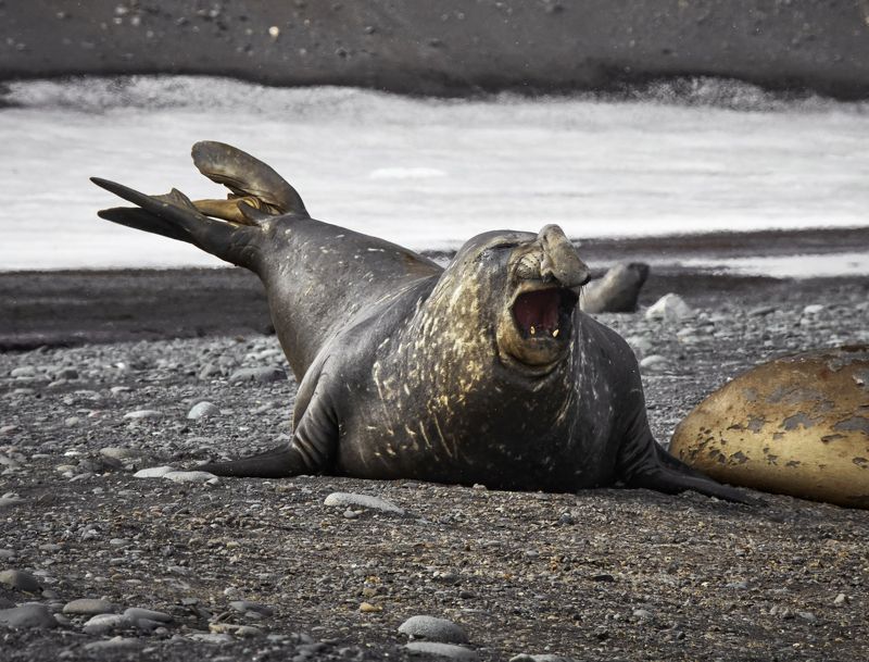 sea lion, antarctica, snow, water, ice Не обижайте! фото превью