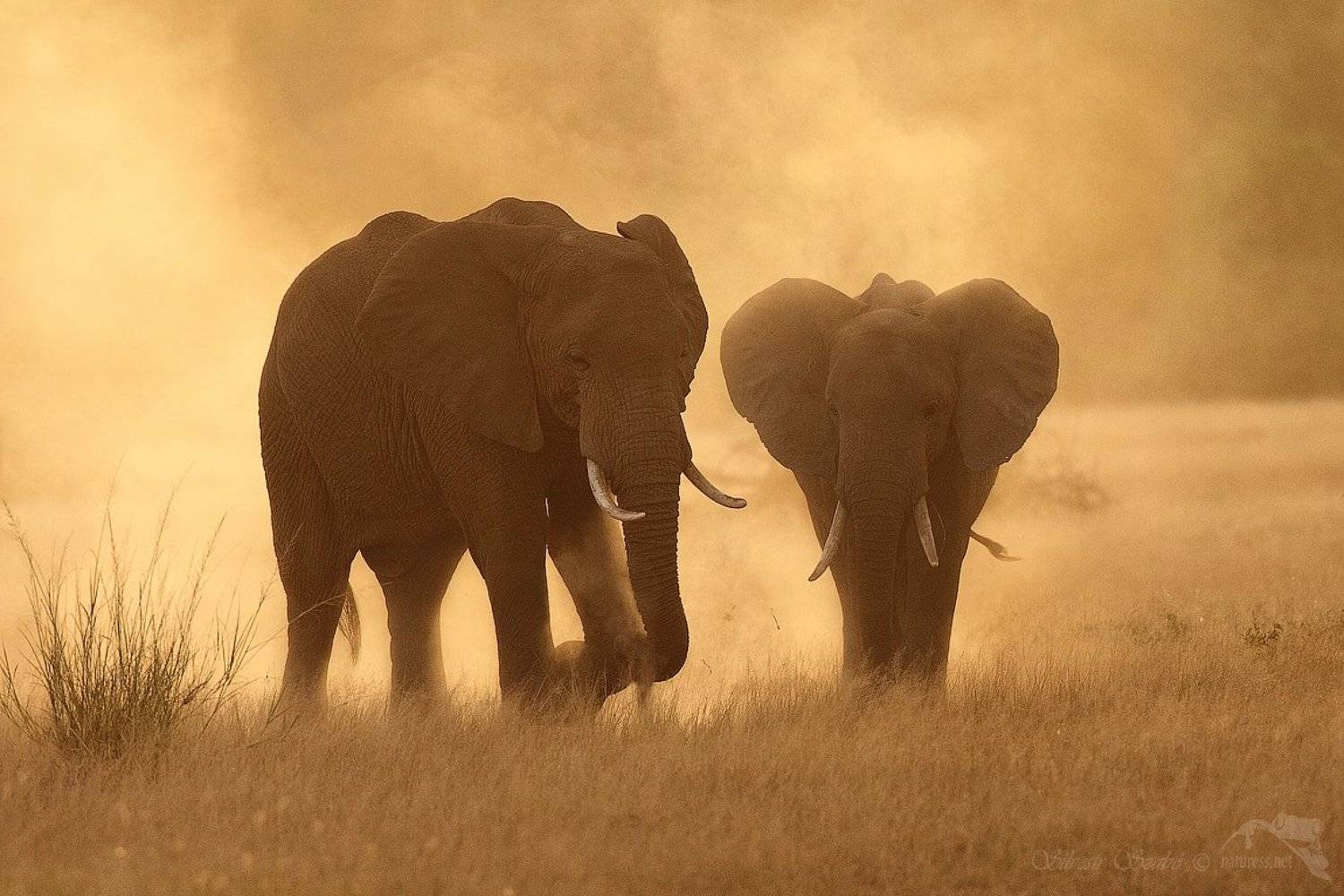 sloni, Silvestr Szab&oacute;