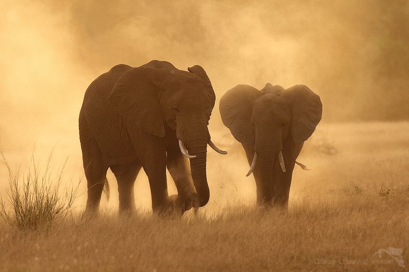 sloni sloni фото превью