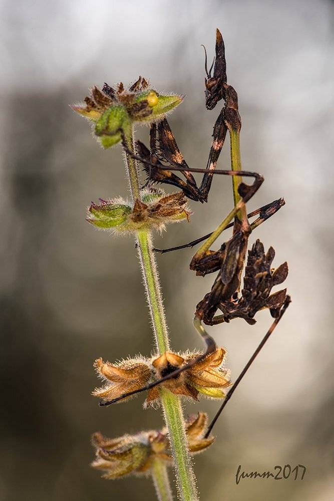 , Игорь ФУММ