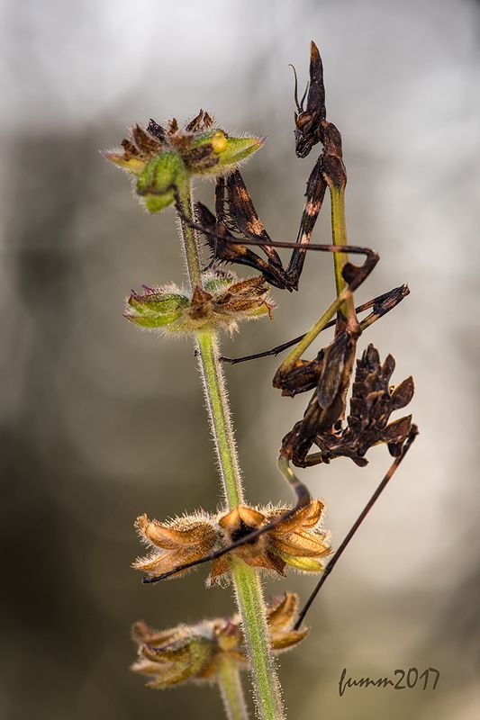 ДЕМОН фото превью