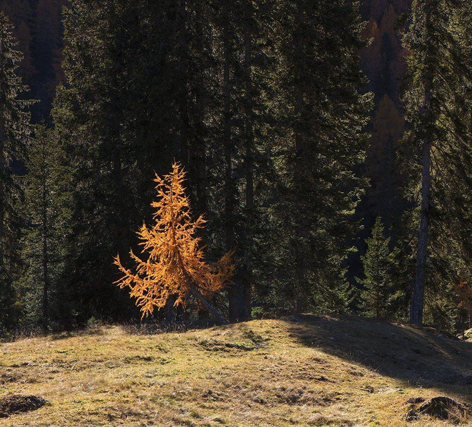 , Игорь Дубровский