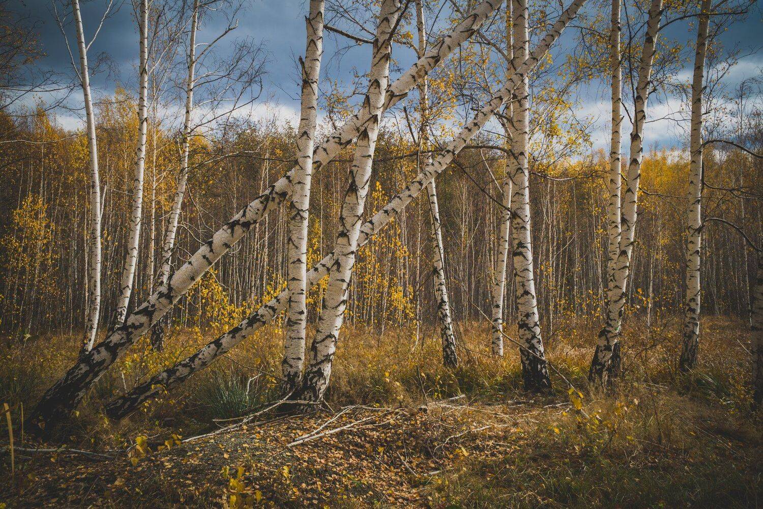 sony a6000, Tihomir Petkov