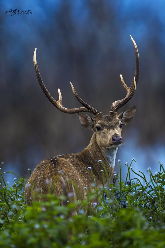 Deer, spotted, srilanka, yala, Nikon, dawn, robin hood Spotted Deer фото превью