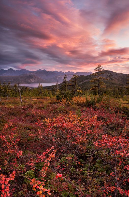 закат, осень, карликовая березка, горы, озеро, красный, облака, колыма, путешествия, панорама Красный закат фото превью