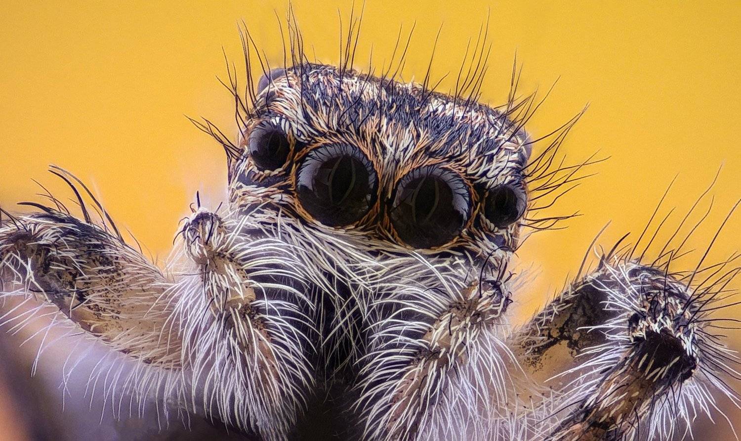 ceclii,macro,lgg4, extrememacro,  макро, Tsvetan Ganev