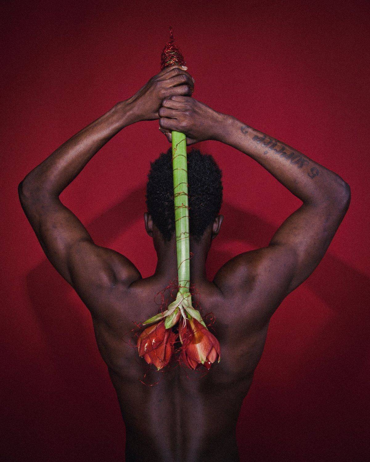 flower, red, portrait, , Лев Рогожников