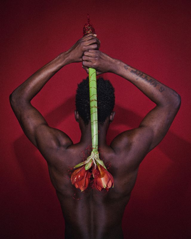 flower, red, portrait,  *** фото превью