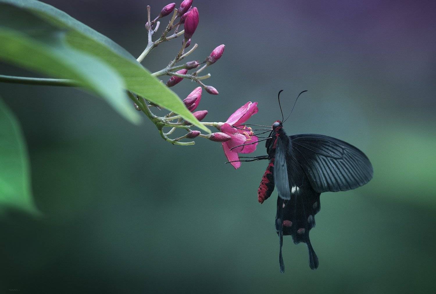 природа, бабочки, паучки, макро, Дмитрий Посевич