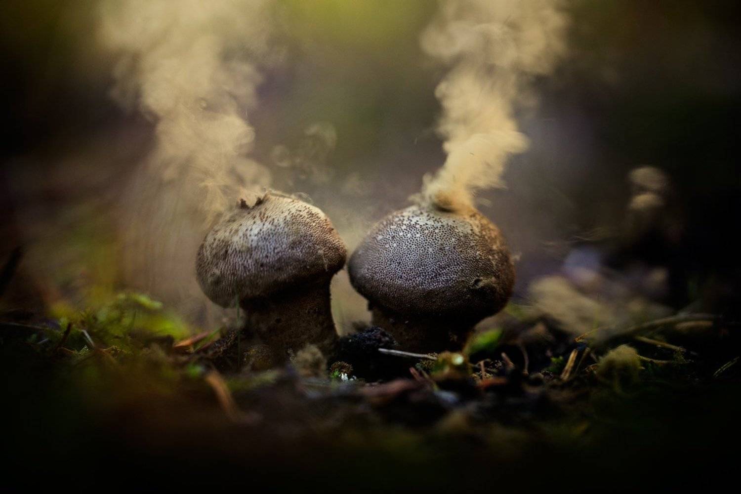 mushrooms,lycoperdon perlatum,mushroom,spores,nature,forest,wild,fairy,beautiful,, Georgi Georgiev