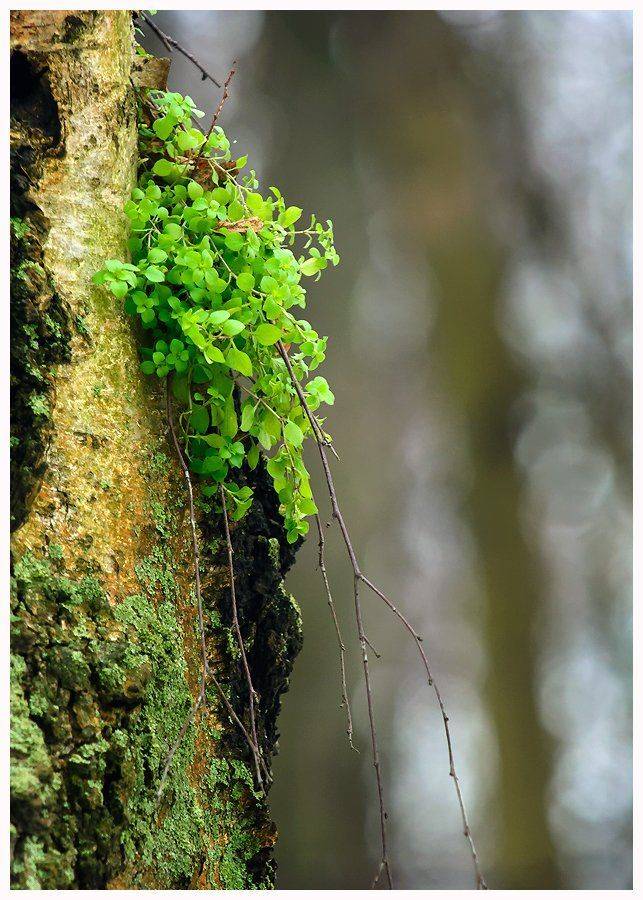 , Валерий Субачев