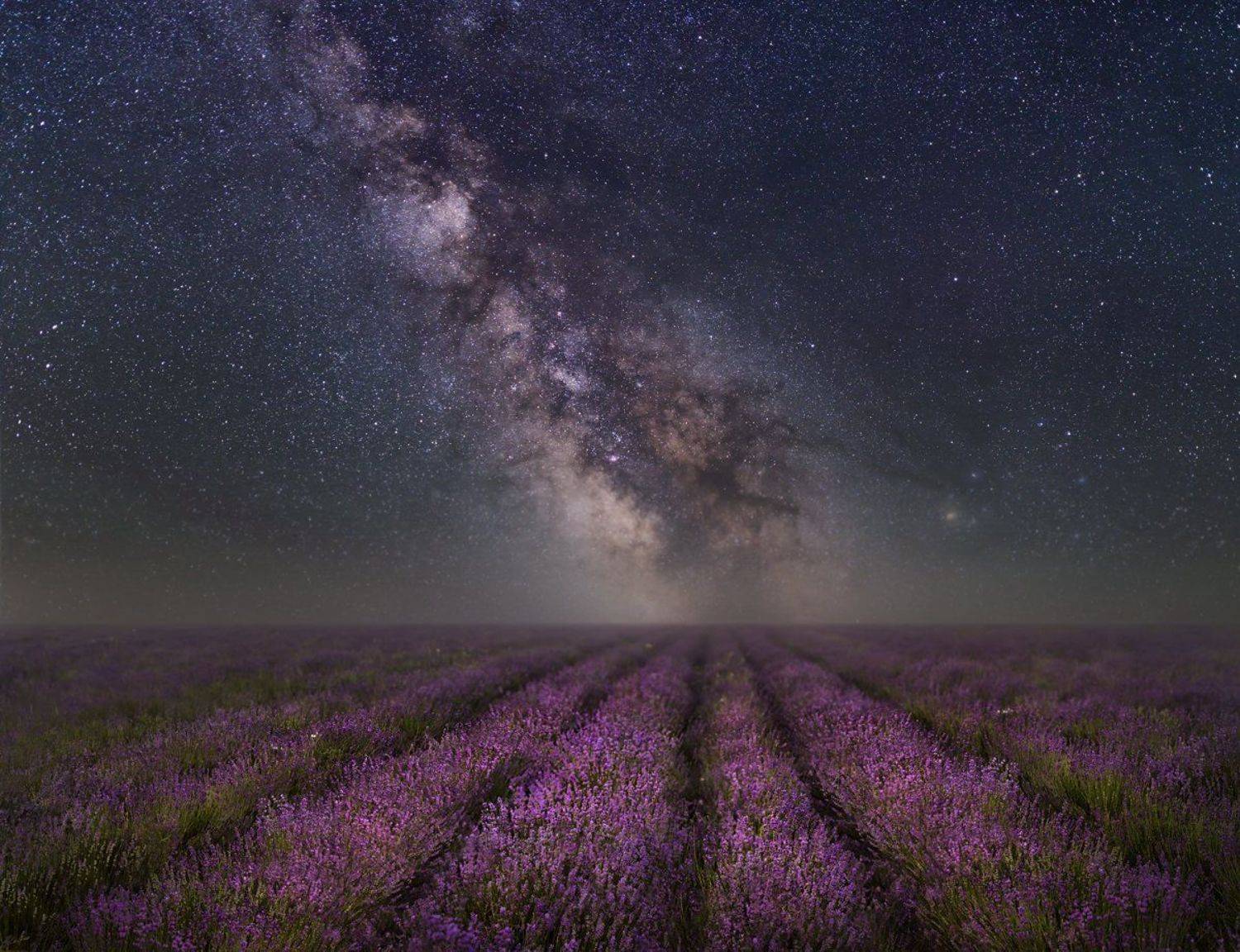 крым,россия,пейзаж,природа,ночь,звезды,млечный путь,лаванда,прованс,панорама,небо,longexposure,длинная выдержка,цветы,путешествие, Elena Pakhalyuk