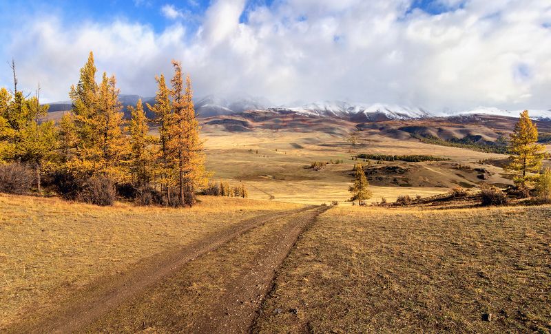 Курай фото превью