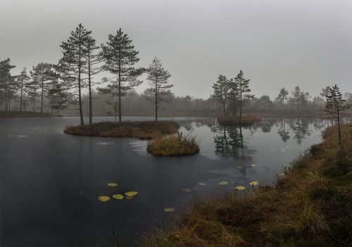 Тихое утро на лесном озере