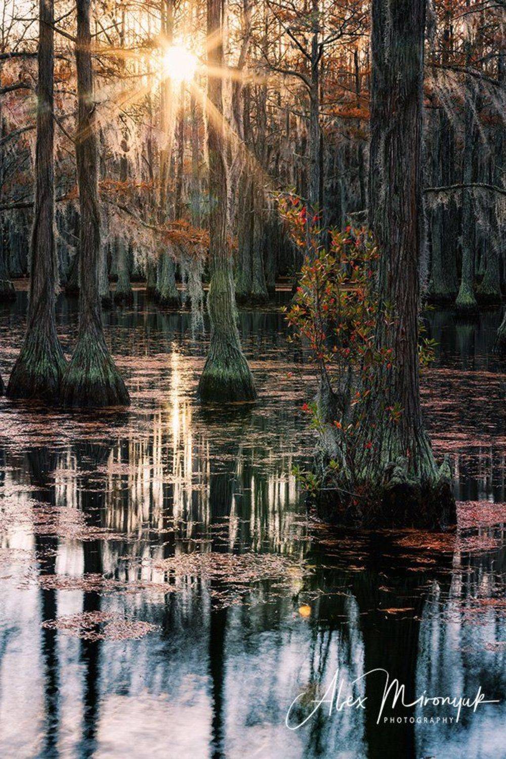 болото, кипарис, озеро, утро, солнце, рассвет, лес, отражение, вода, Alex Mironyuk
