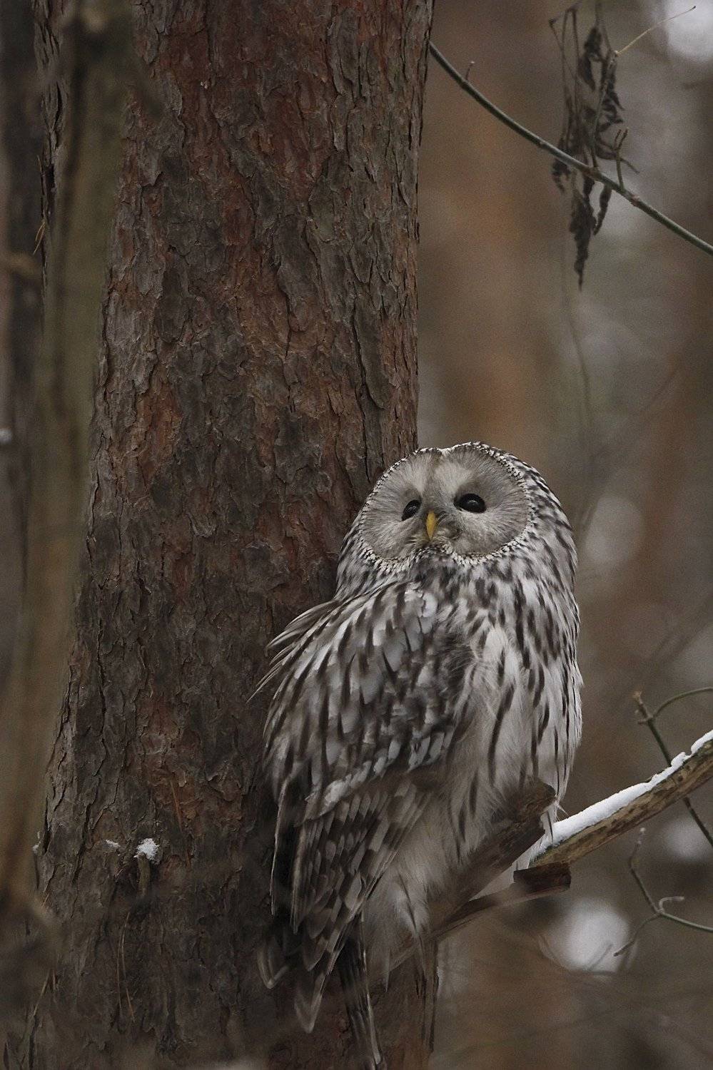 птицы длиннохвостая неясыть, Каранов Николай