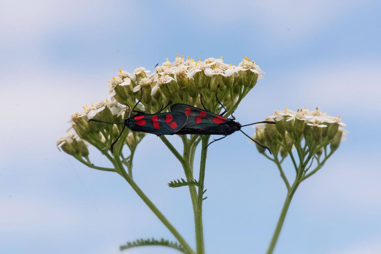 , Arkadiusz Michalak