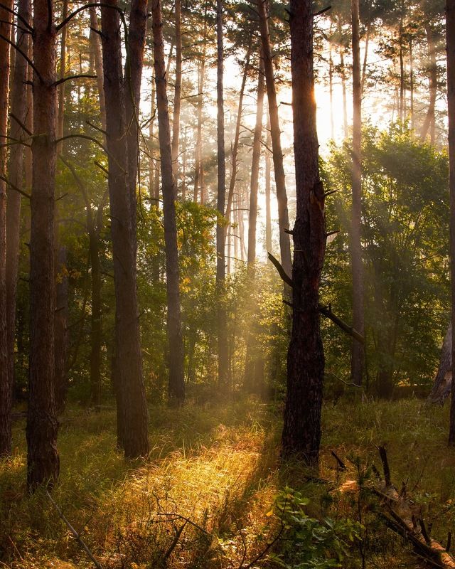 Утро фото превью