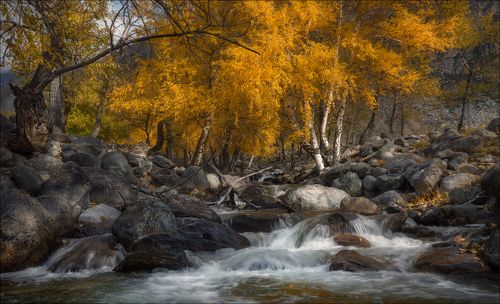 Березовая осень ..