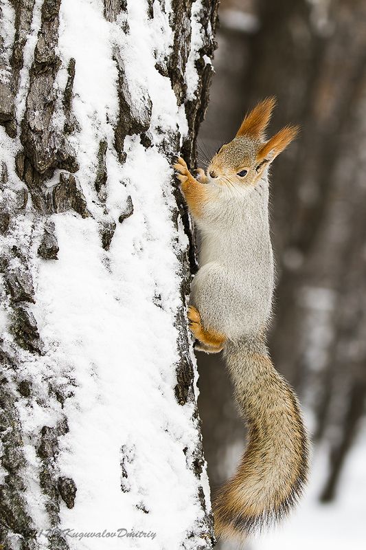 Белка фото превью