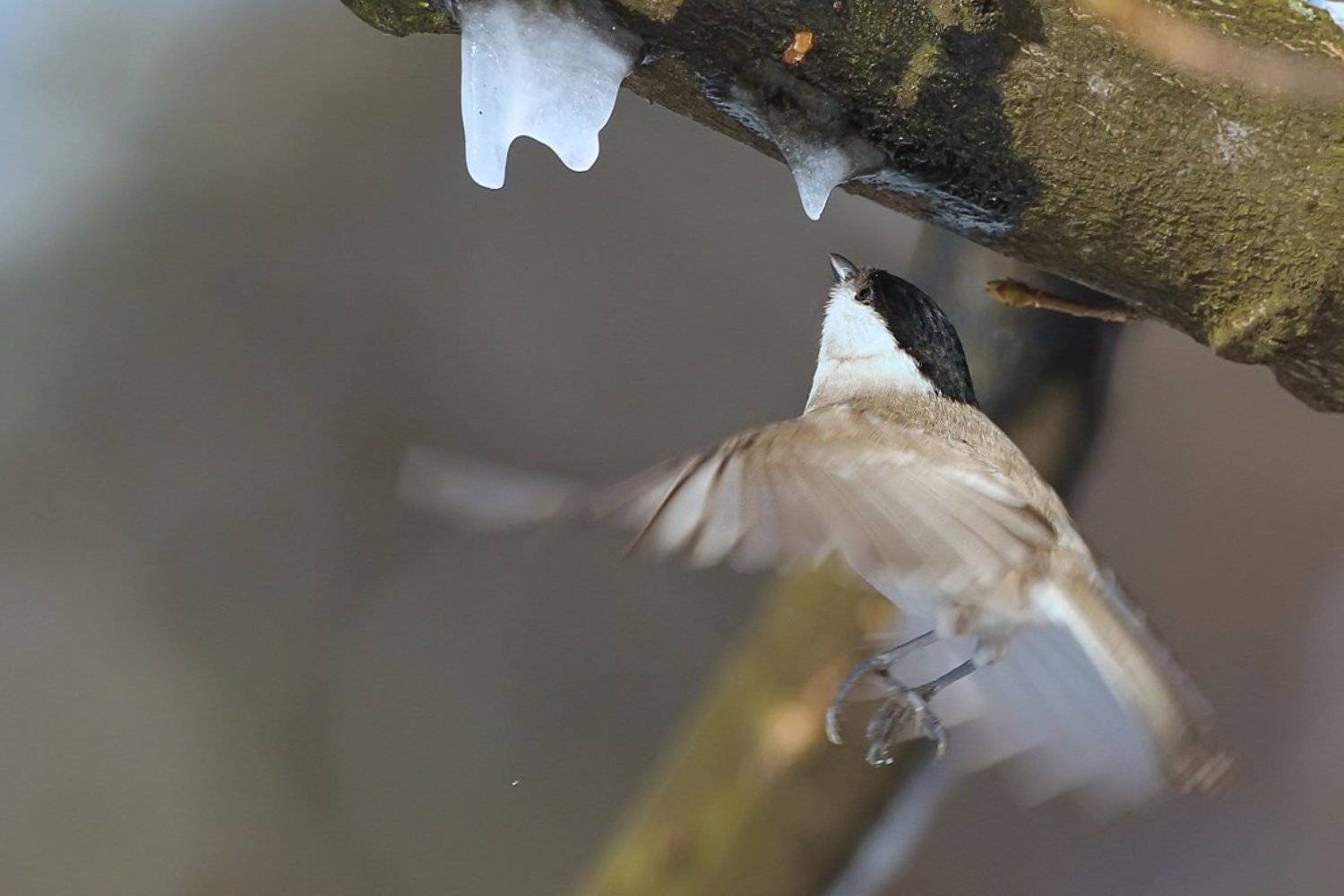 , Silvestr Szab&oacute;