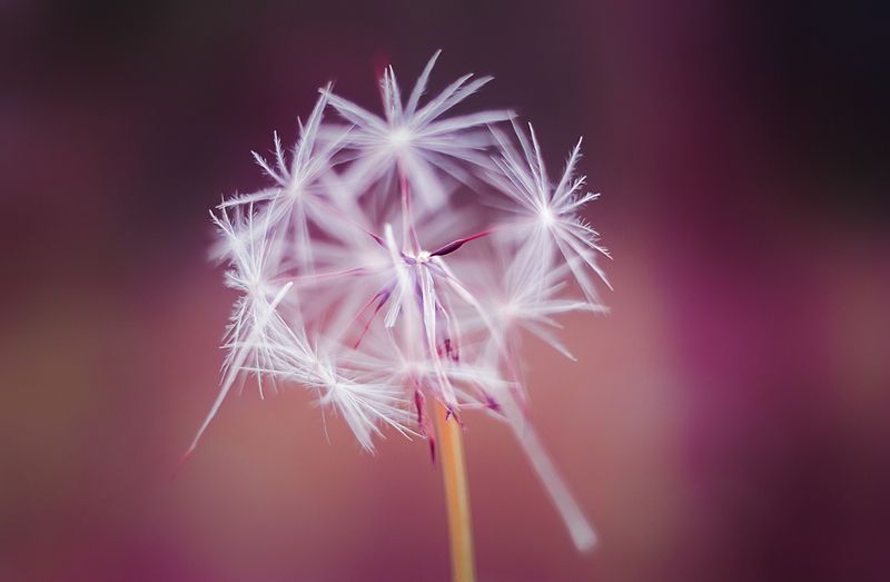 antrisolja, природа, макро, Практическая магия фото превью