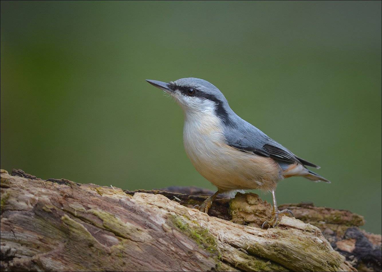 поползень, Андрей Медведев