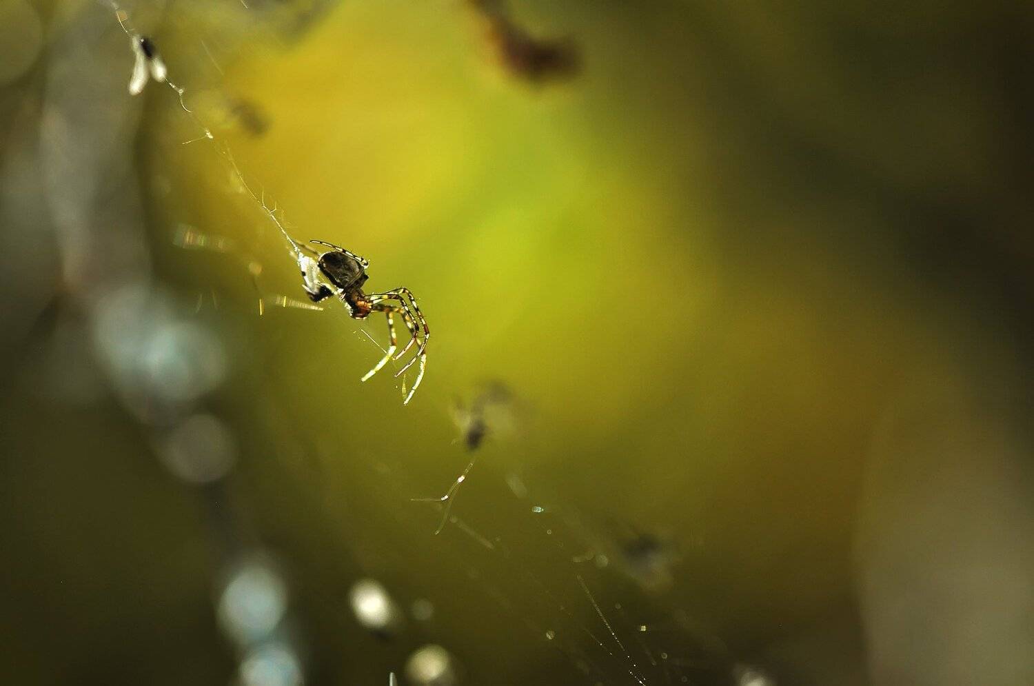 , Макеев Алексей