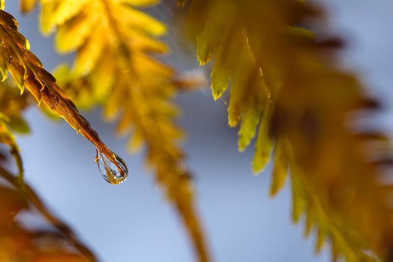 последние слёзы осени фото превью