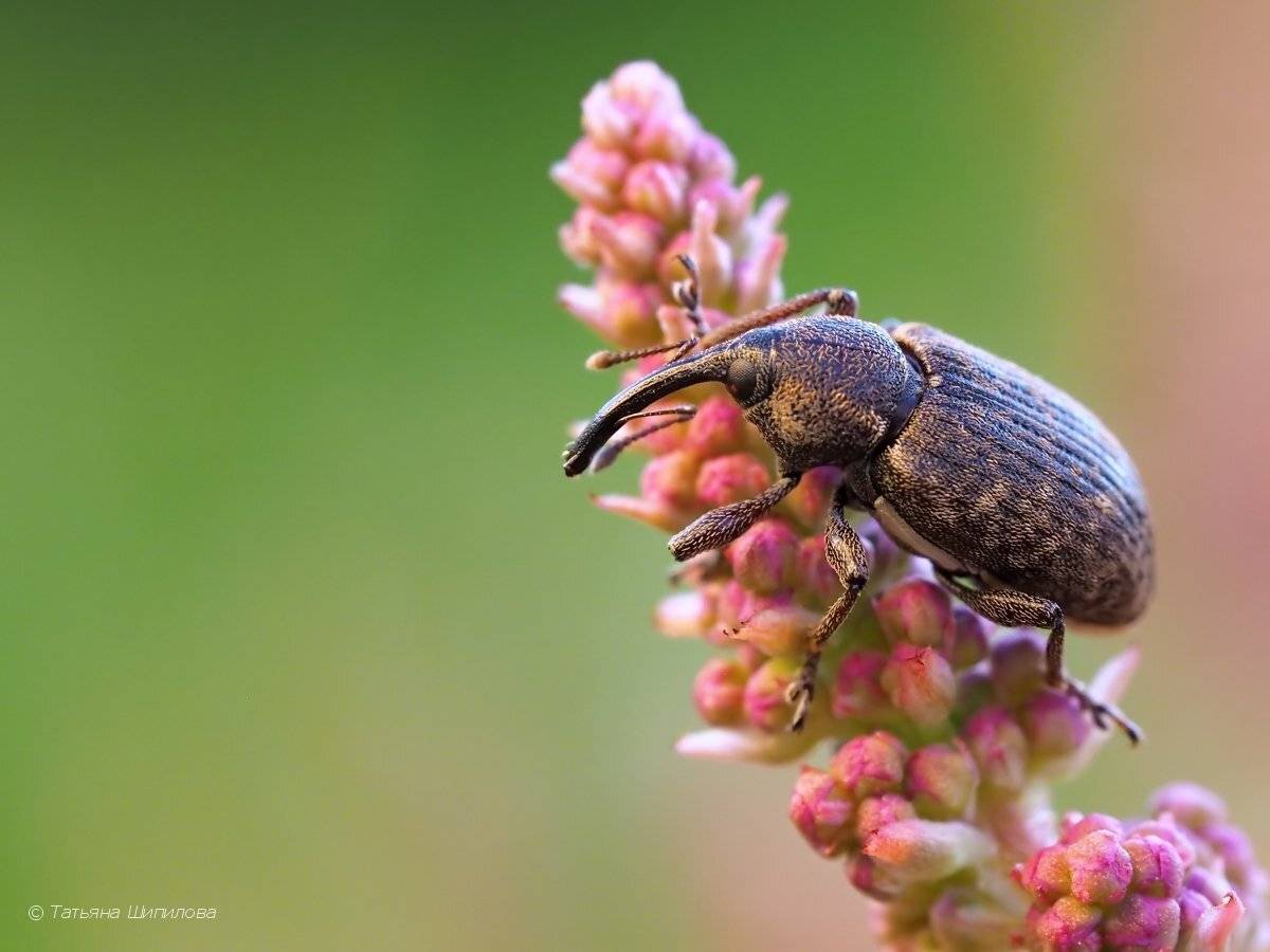 долгоносик, Шипилова Татьяна