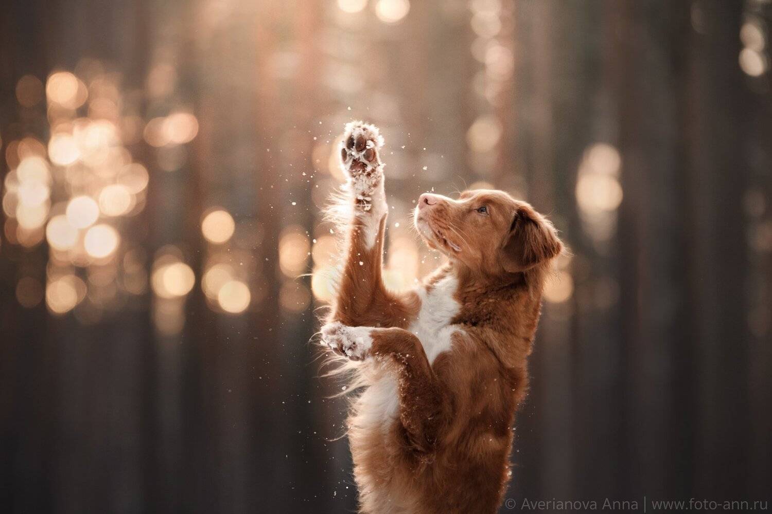 собака, природа, зима, Анна Аверьянова