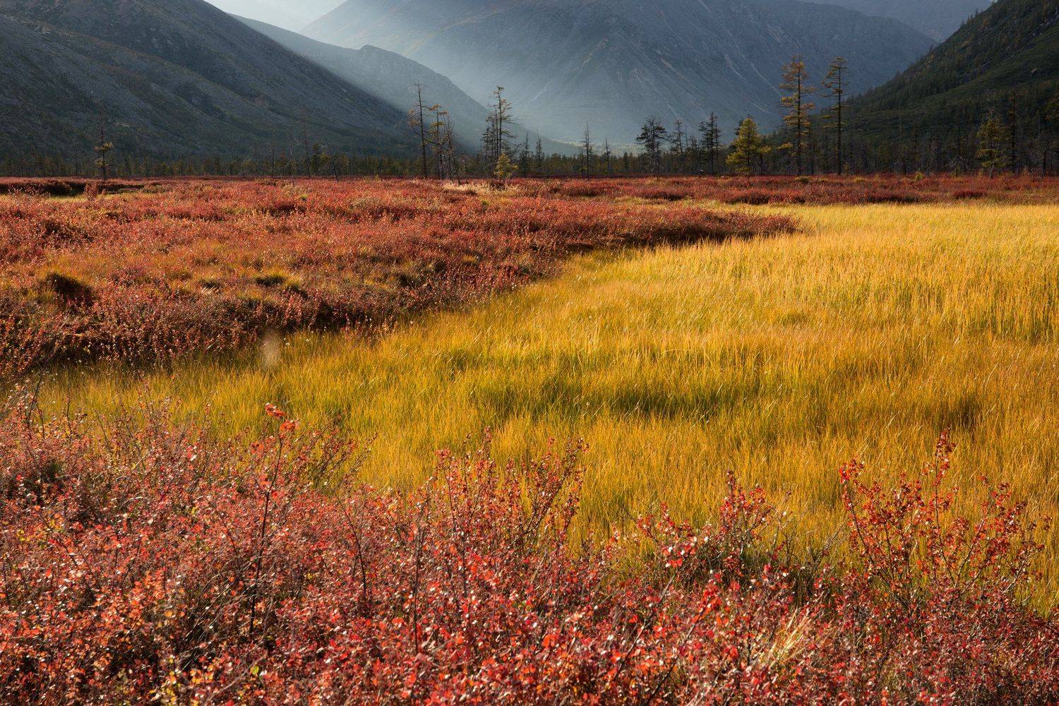 осень, колыма, болото, даль, горы, свет, деревья, цвет, Антон Селезнев