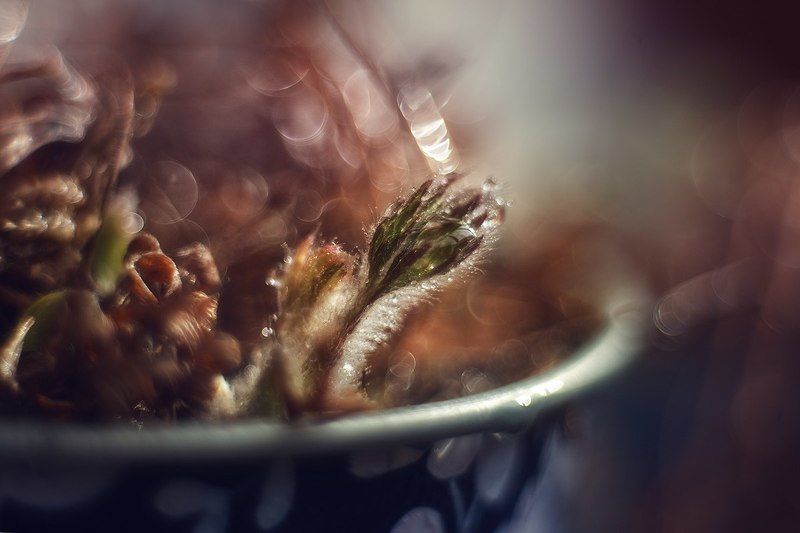 История из жизни одного цветка фото превью