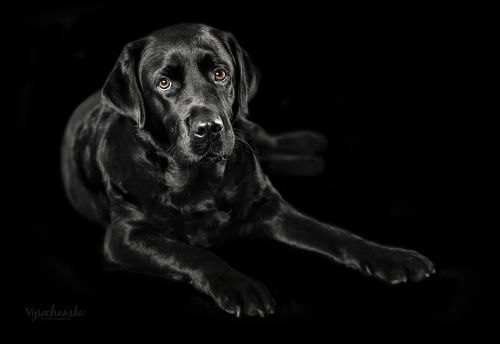 Black labrador on black background