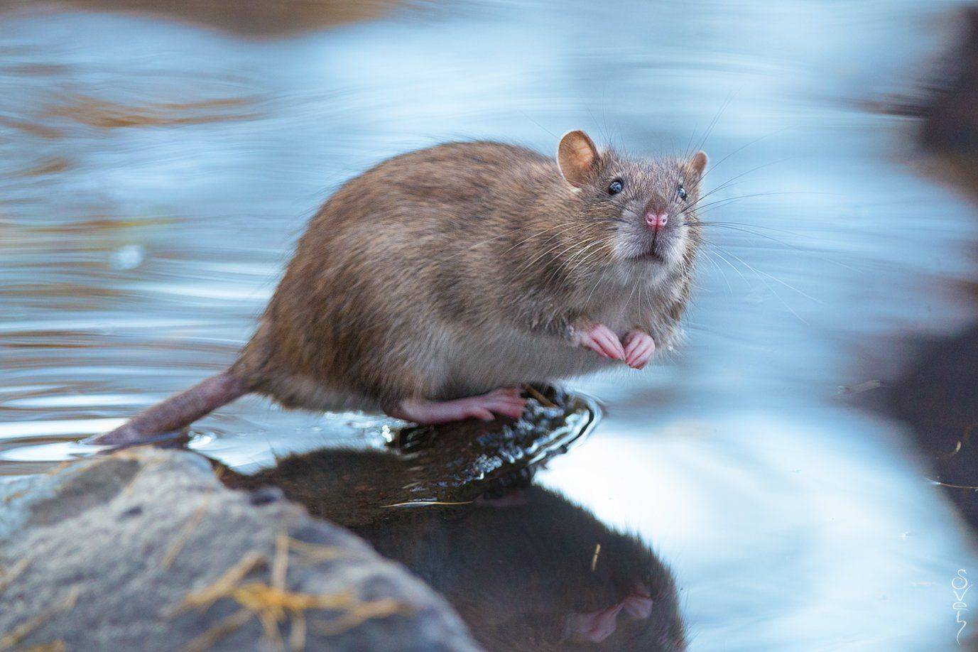 городская крыса, Байбекова Светлана