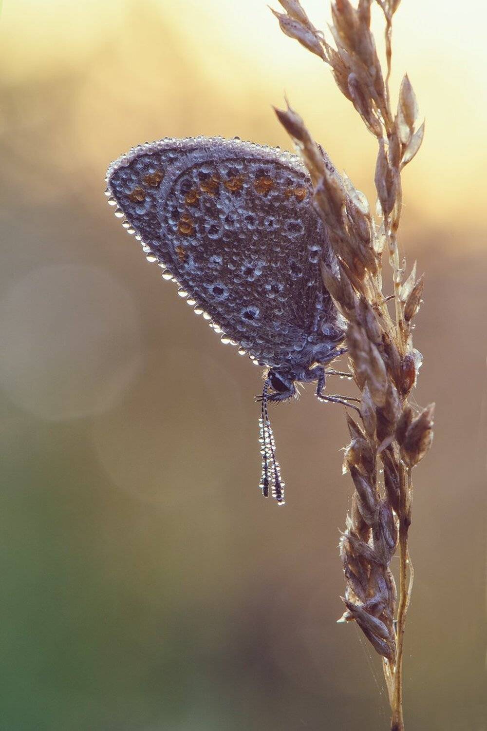 , Кузнецов Дмитрий
