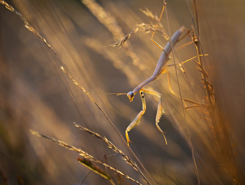 mantis,insects,insect,light,bokeh,beautiful,fairy,nature,wild,wildlife,macro,close up, Mantis фото превью