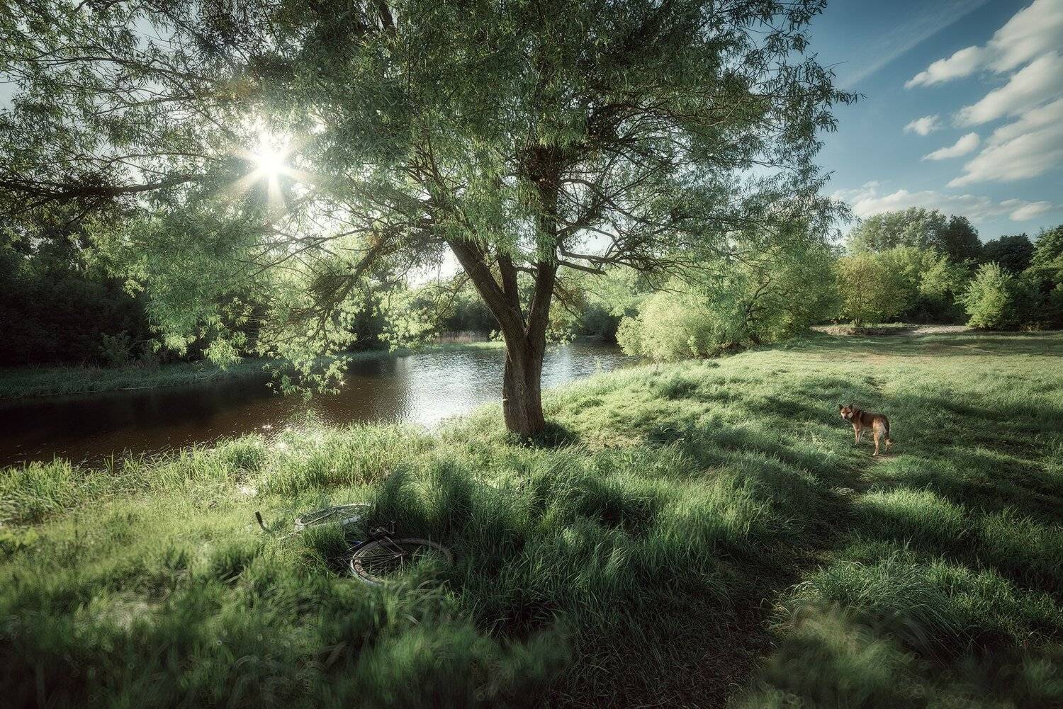 украина, коростышев, фотограф, природа, весна, солнце, блики, трава, зеленый, тропинка, собака, теплый, река, берег, велосипед,, Александр Чорный