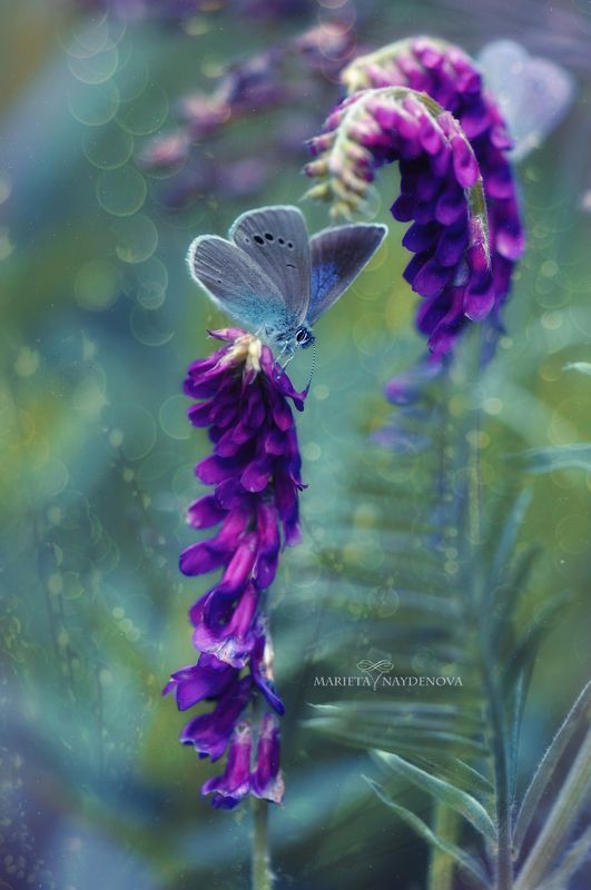 * фото превью