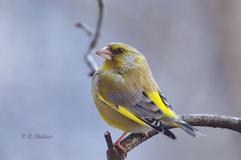 birds,carduelis chloris,european greenfinch,обыкновенная зеленушка,птица,птицы,фотоохота Франт фото превью