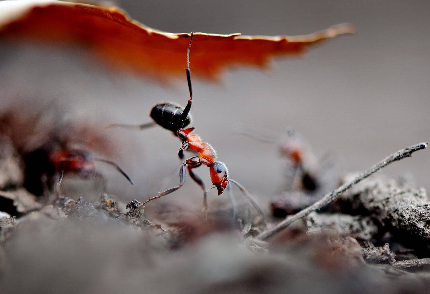 , Макеев Алексей