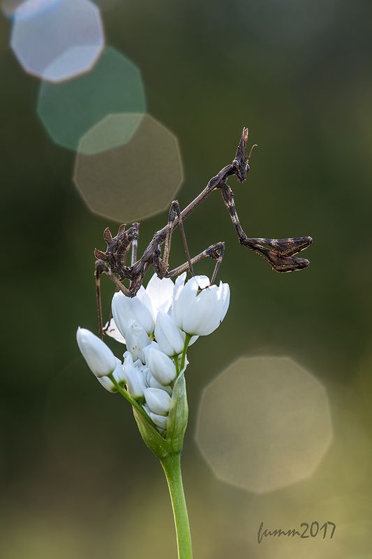 СОЛНЕЧНАЯ СИМФОНИЯ фото превью