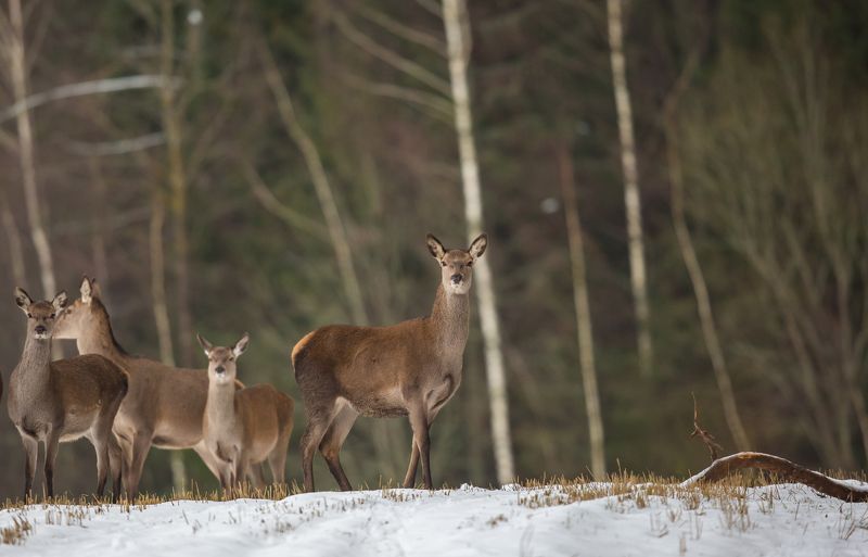 Олень благородный. фото превью