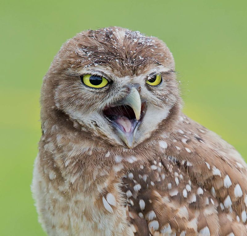 Портреты Сычей - Burrowing Owls