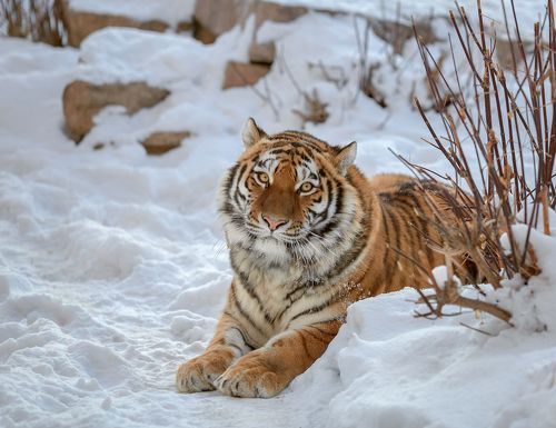 Амурский тигр