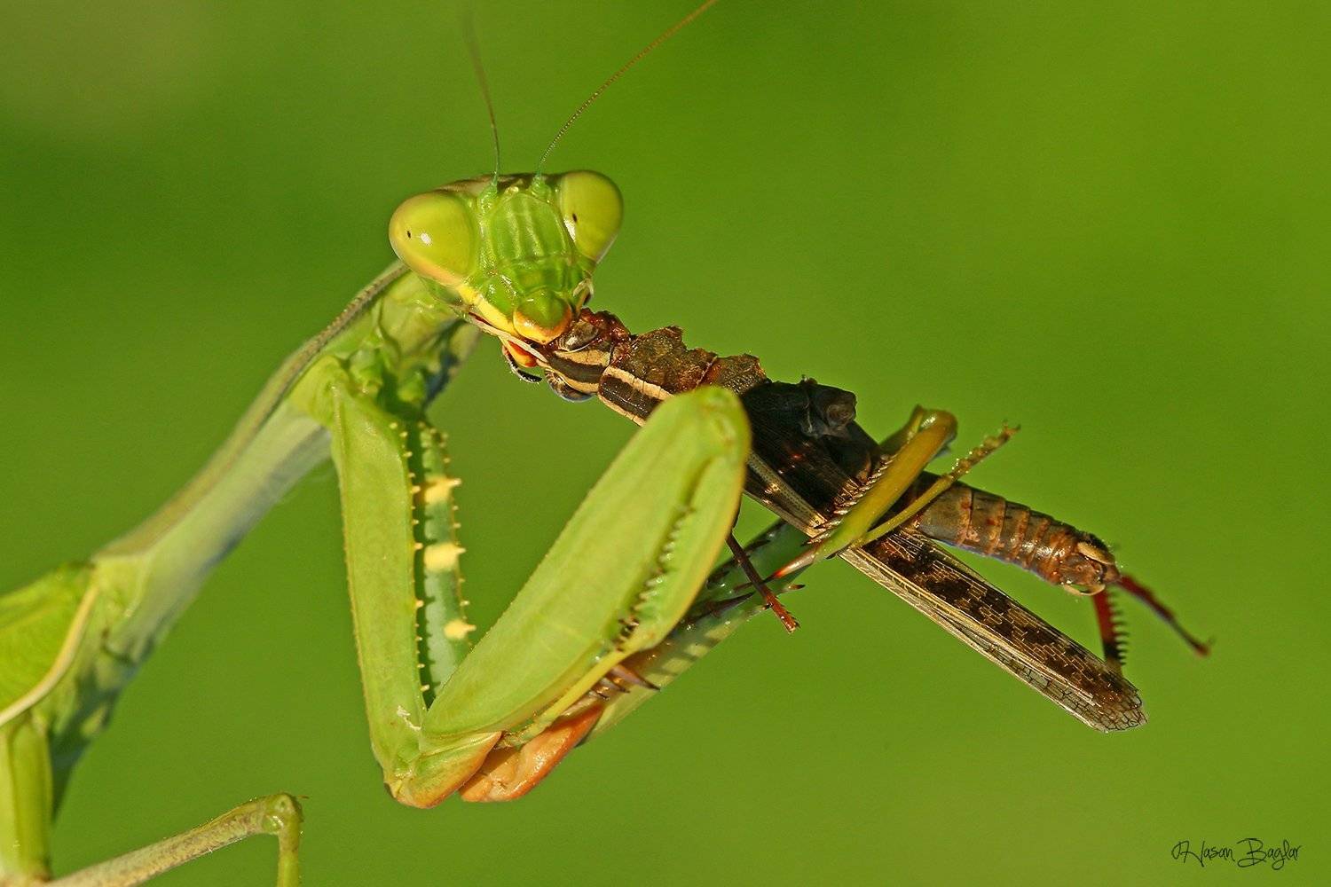 #praying#mantis#eating#graahopper#macro#nature#northcyprus, Hasan Baglar